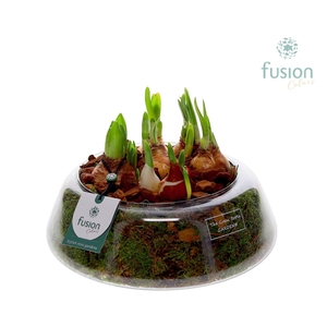 Green Bottle Christel Large met Bollen mix