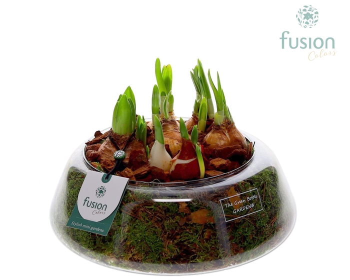 <h4>Green Bottle Christel Large met Bollen mix</h4>