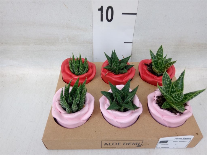 <h4>Succulents   ...</h4>
