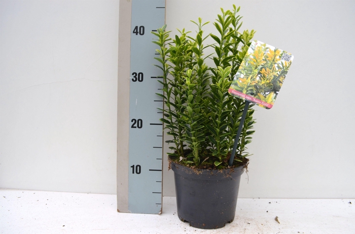 <h4>Euonymus japonicus 'Microphyllus Aureovariegatus'</h4>