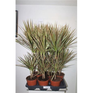 Dra Marg Bicolor 30-10 Cm