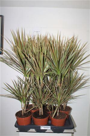 <h4>Dra Marg Bicolor 30-10 Cm</h4>