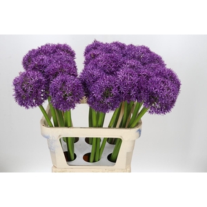 Allium Globemaster