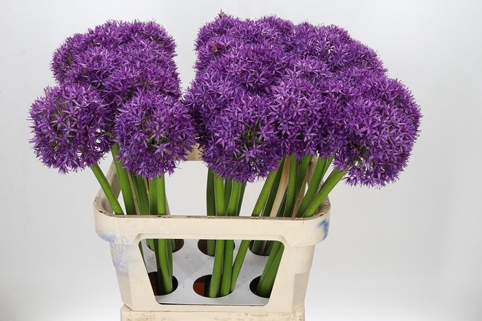 <h4>Allium Globemaster</h4>