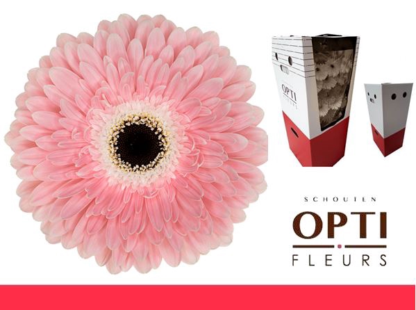 <h4>Gerbera Graceland Aquabox</h4>