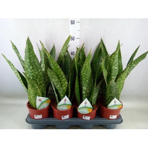 Sansevieria   ...