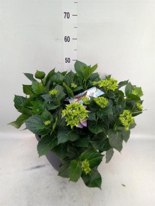 <h4>Hydrangea mac.</h4>
