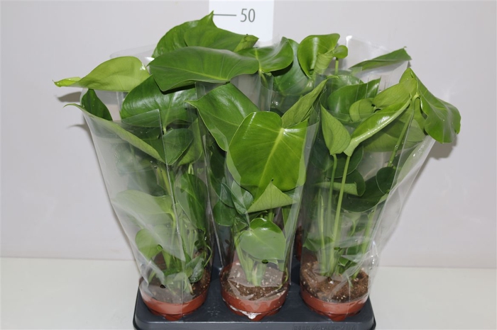 <h4>Monstera Deliciosa</h4>