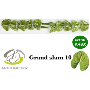 Anthurium Grand Slam