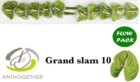 <h4>Anthurium Grand Slam</h4>