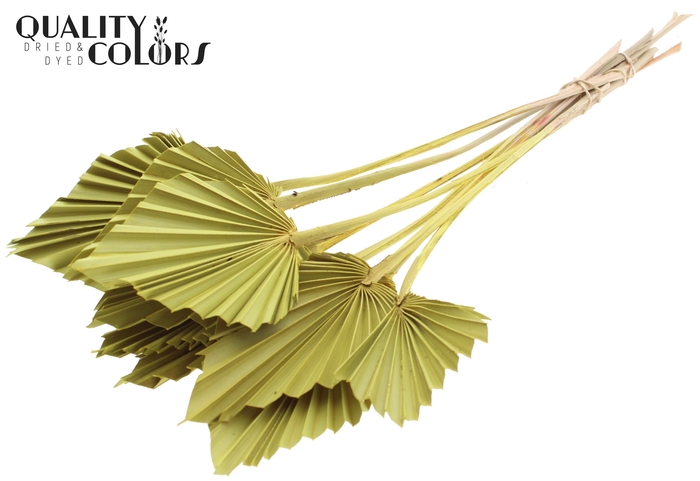 Palm Spear per stem Yellow