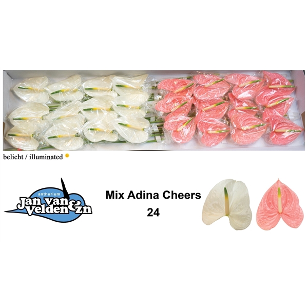 <h4>Anth A Mix Adina Cheers 11 cm X24 Jan van Velden</h4>