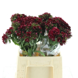 Di Barb Kiwi Dark Red