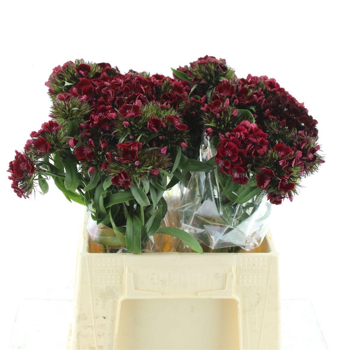 <h4>Di Barb Kiwi Dark Red</h4>