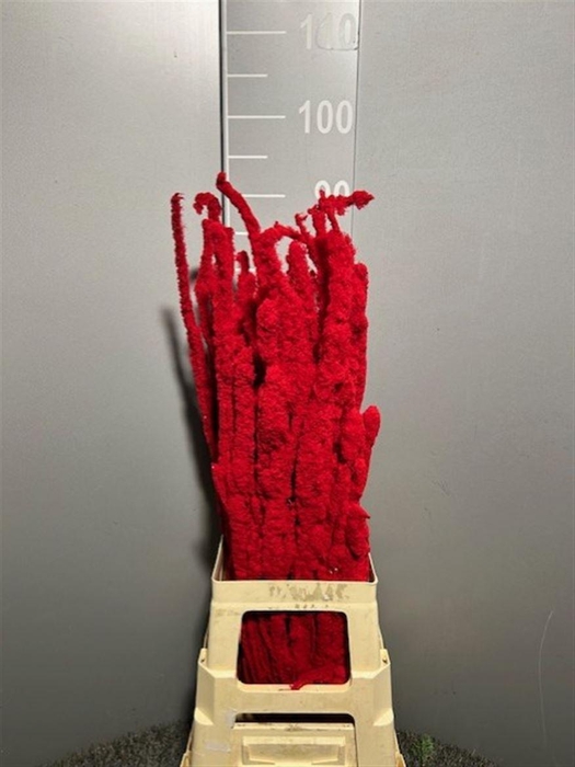 <h4>Betula Flocked Red Rosso</h4>