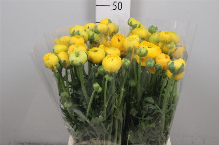 <h4>Ran El Light Yellow</h4>