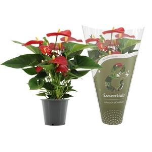 Anthurium Micra in Essentials sleeve