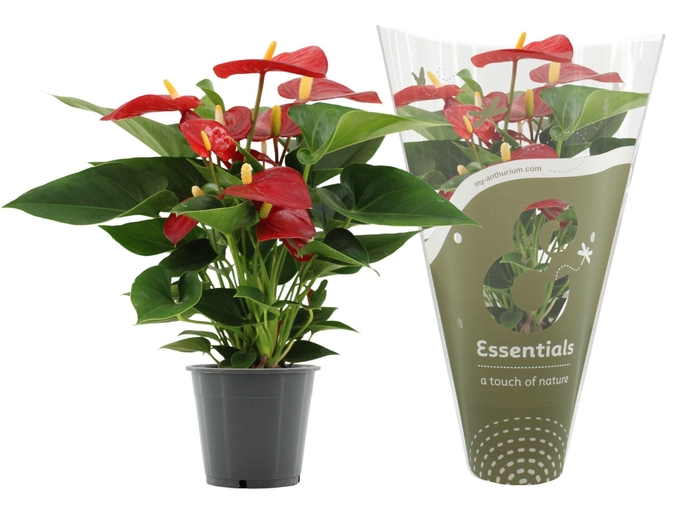 Anthurium Micra in Essentials sleeve