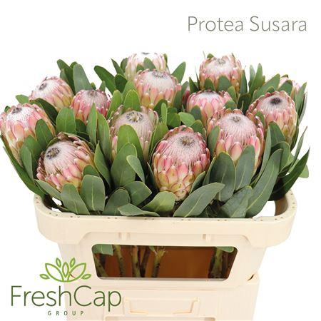 <h4>Protea Susara</h4>