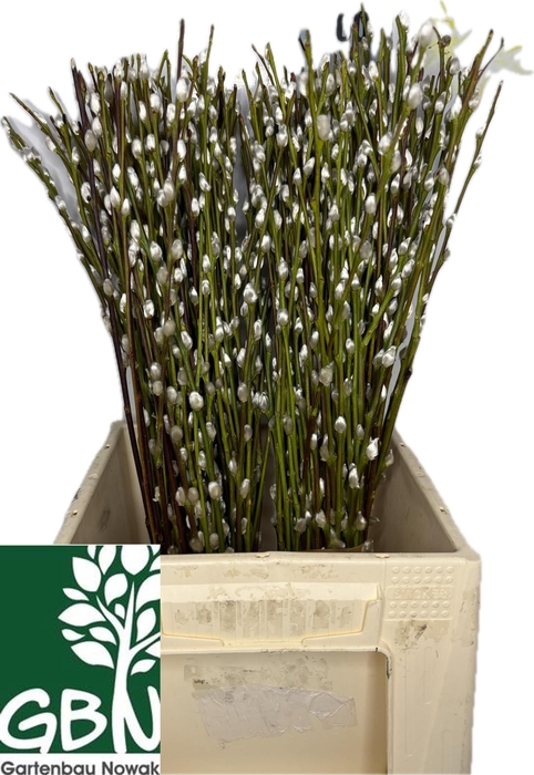 <h4>SALIX WILGENKATJES</h4>