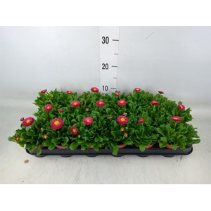 Bellis perennis 'Rusher Carmine'