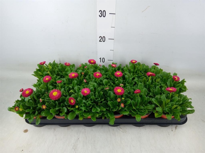 <h4>Bellis perennis 'Rusher Carmine'</h4>