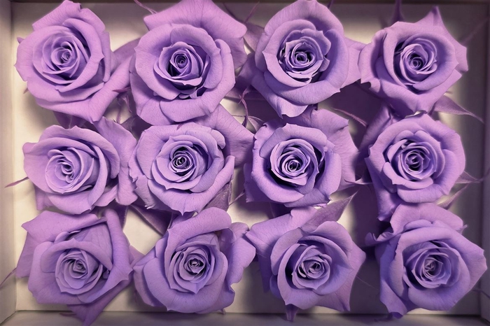 Ro Pres Mini Purple Light