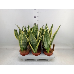Sansevieria trifa. 'Futura Superba'