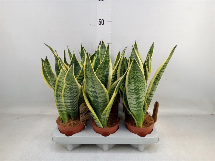 <h4>Sansevieria trifa. 'Futura Superba'</h4>
