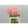 Zantedeschia Eydolls Salmon