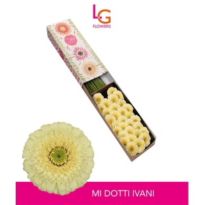 Germini Pomponi Dotti Ivani Doos