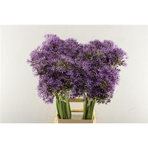 Allium Jackpot