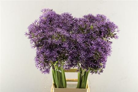 <h4>Allium Jackpot</h4>
