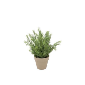 Silk Cypress Green In Pot Terra S 18x18x21cm Nm