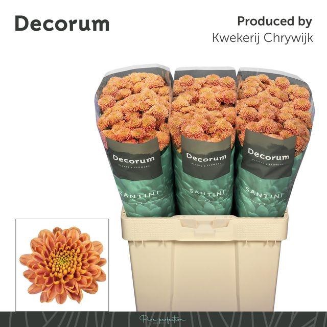 <h4>Chr S Ellison Salmon</h4>