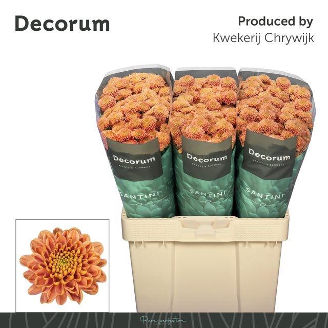 <h4>Chr S Ellison Salmon</h4>