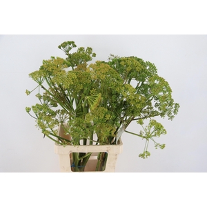 FOENICULUM VULGARE