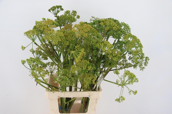 <h4>FOENICULUM VULGARE</h4>