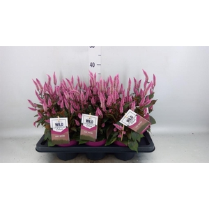Celosia spic. 'Wild Pink'