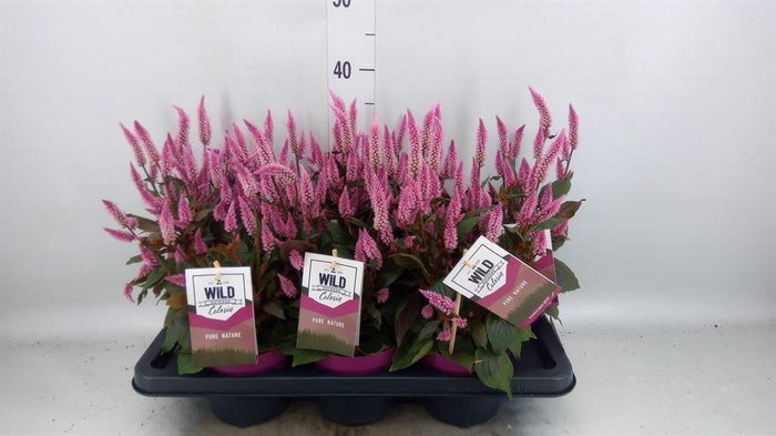 <h4>Celosia spic. 'Wild Pink'</h4>