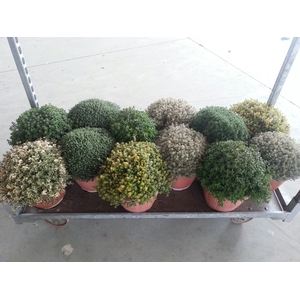 Thymus vulgaris