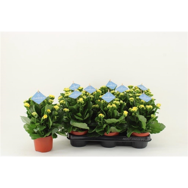 <h4>Kalanchoe Garden, Yellow</h4>