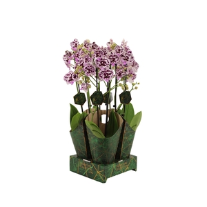 Signature Golden Nature Cover Phal Speechless E 2T16+