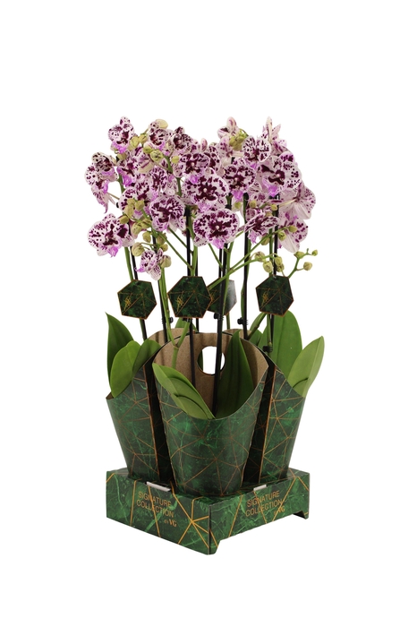 <h4>Signature Golden Nature Cover Phal Speechless E 2T16+</h4>