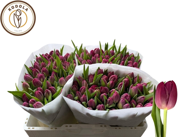 <h4>TU DU MARGARITA</h4>