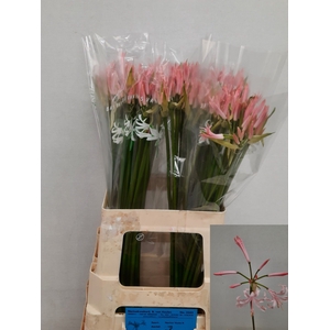 Nerine Vesta Light Pink Keulen