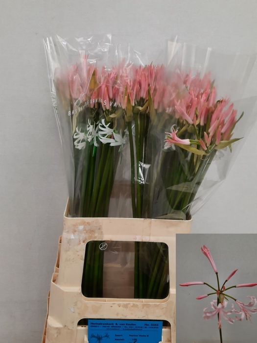 <h4>Nerine Vesta Light Pink Keulen</h4>