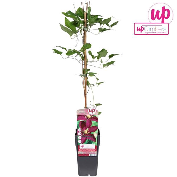 <h4>Clematis Niobe P15</h4>