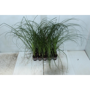 BEAUCARNEA RECURVATA P06