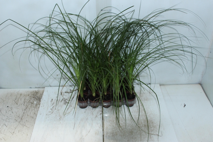 <h4>BEAUCARNEA RECURVATA P06</h4>